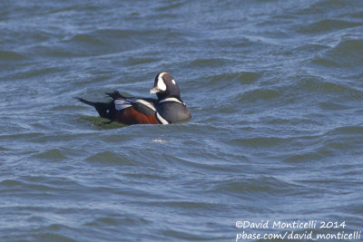 Harlequin Duck (Histrionicus histrionicus)(ad. male)_Ocean City (MD, USA)