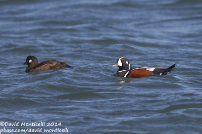 Harlequin Duck (Histrionicus histrionicus)(ad. male & female)_Ocean City (MD, USA)
