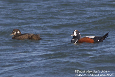 Harlequin Duck (Histrionicus histrionicus)(ad. male & female)_Ocean City (MD, USA)