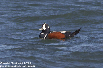 Harlequin Duck (Histrionicus histrionicus)(ad. male)_Ocean City (MD, USA)