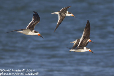Black Skimmers (Rynchops niger)(1st winter)_Ocean City (MD, USA)