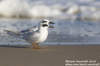 Forster's Terns (Sterna forsteri)(ad. winter)_Ocean City (MD, USA)