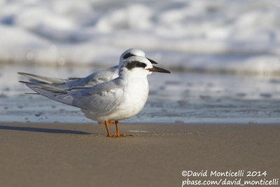 Forster's Terns (Sterna forsteri)(ad. winter)_Ocean City (MD, USA)