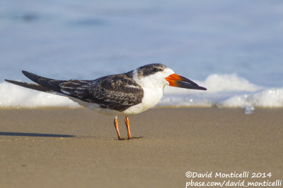 Black Skimmer (Rynchops niger)(1st winter)_Ocean City (MD, USA)
