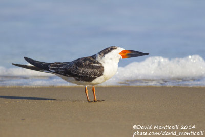 Black Skimmer (Rynchops niger)(1st winter)_Ocean City (MD, USA)