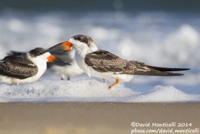 Black Skimmers (Rynchops niger)(1st winter)_Ocean City (MD, USA)