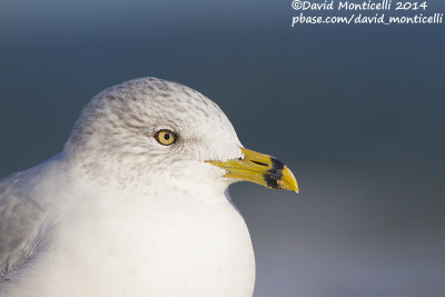 Ring-billed Gull (Larus delawarensis)(ad. winter)_Ocean City (MD, USA)