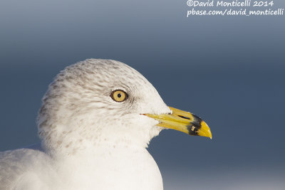 Ring-billed Gull (Larus delawarensis)(ad. winter)_Ocean City (MD, USA)