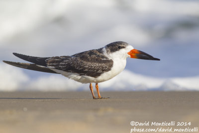Black Skimmer (Rynchops niger)(1st winter)_Ocean City (MD, USA)