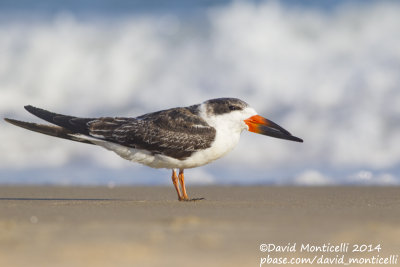 Black Skimmer (Rynchops niger)(1st winter)_Ocean City (MD, USA)