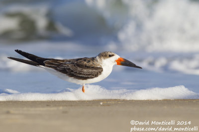Black Skimmer (Rynchops niger)(1st winter)_Ocean City (MD, USA)