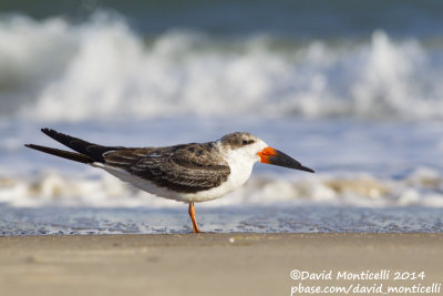 Black Skimmer (Rynchops niger)(1st winter)_Ocean City (MD, USA)