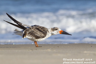 Black Skimmer (Rynchops niger)(1st winter)_Ocean City (MD, USA)
