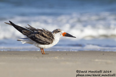 Black Skimmer (Rynchops niger)(1st winter)_Ocean City (MD, USA)