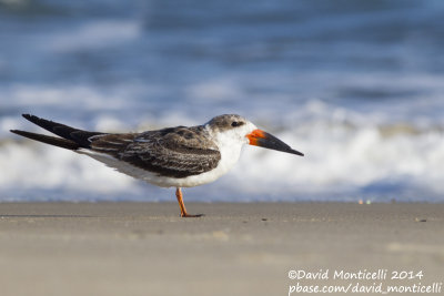 Black Skimmer (Rynchops niger)(1st winter)_Ocean City (MD, USA)