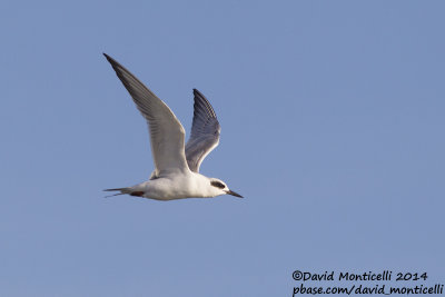 Forster's Tern (Sterna forsteri)(ad. winter)_Ocean City (MD, USA)