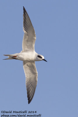 Forster's Tern (Sterna forsteri)(ad. winter)_Ocean City (MD, USA)