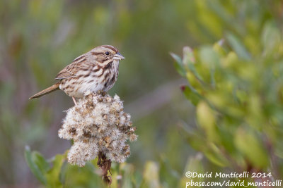 Song Sparrow (Melospiza melodia)_Assateague Is. (MD, USA)