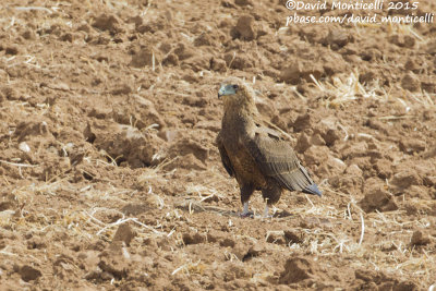 Bateleur (Terathopius ecaudatus)(juv/imm.)_Gal'on, Judean Plains (Israel)