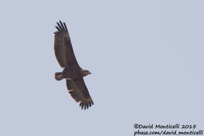 Bateleur (Terathopius ecaudatus)(juv/imm.)_Gal'on, Judean Plains (Israel)