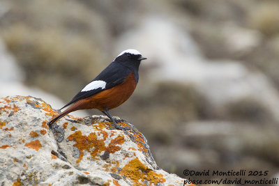 Gldenstdt's Redstart (Phoenicurus erythrogastrus)(male)_Mt Gizilgaya (Greater Caucasus)