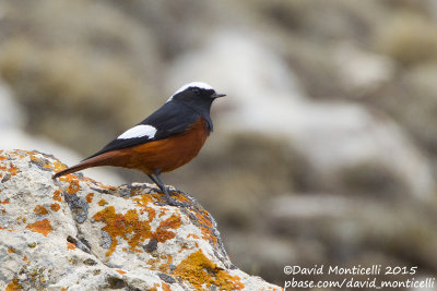 Gldenstdt's Redstart (Phoenicurus erythrogastrus)(male)_Mt Gizilgaya (Greater Caucasus)