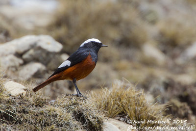 Gldenstdt's Redstart (Phoenicurus erythrogastrus)(male)_Mt Gizilgaya (Greater Caucasus)