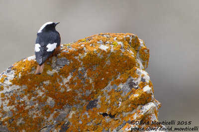 Gldenstdt's Redstart (Phoenicurus erythrogastrus)(male)_Mt Gizilgaya (Greater Caucasus)