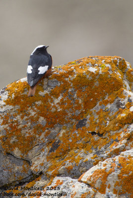 Gldenstdt's Redstart (Phoenicurus erythrogastrus)(male)_Mt Gizilgaya (Greater Caucasus)