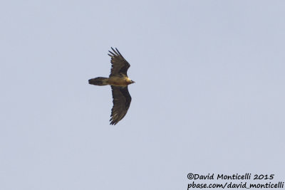 Lammergeier (Gypaetus barbatus)_Laza (Greater Caucasus)