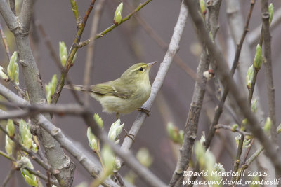 Green Warbler (Phylloscopus nitidus)_Cek (Greater Caucasus)