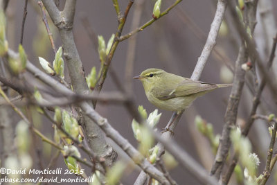 Green Warbler (Phylloscopus nitidus)_Cek (Greater Caucasus)