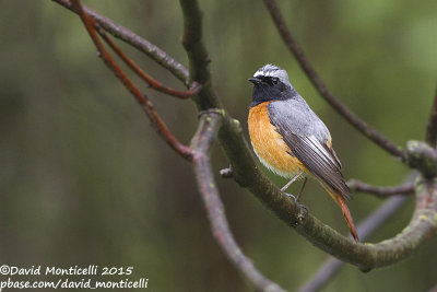 Ehrenberg's Redstart (Phoenicurus p. samamisicus)(male)_Qusar (Greater Caucasus)