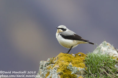 Northern Wheatear (Oenanthe oenanthe)_Mt Gizilgaya (Greater Caucasus)