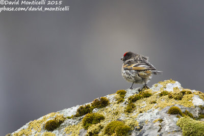 Red-fronted Serin (Serinus pusillus)_Laza (Greater Caucasus)