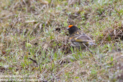 Red-fronted Serin (Serinus pusillus)_Laza (Greater Caucasus)