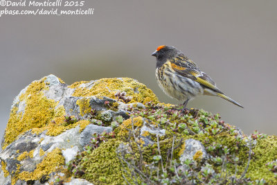 Red-fronted Serin (Serinus pusillus)_Laza (Greater Caucasus)