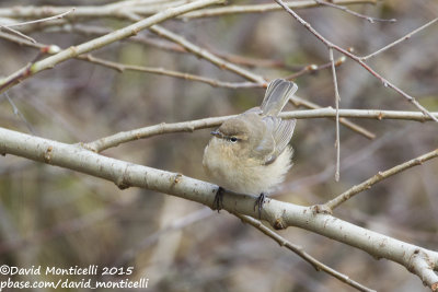 Caucasian Chiffchaff (Phylloscopus lorenzii)_Laza (Greater Caucasus)