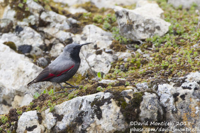 Wallcreeper (Tichodroma muraria)(male)_Laza (Greater Caucasus)