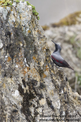 Wallcreeper (Tichodroma muraria)(male)_Laza (Greater Caucasus)