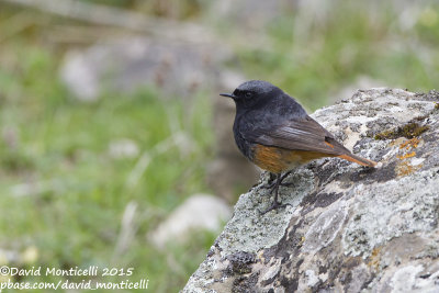 Eastern Black Redstart (Phoenicurus o. ochruros)(male)_Laza (Greater Caucasus)