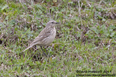 Water Pipit (Anthus s. coutellii)_Laza (Greater Caucasus)