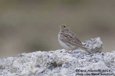 Lesser Short-toed Lark (Calandrella rufescens)_Besh Barmag (Siazan Region)