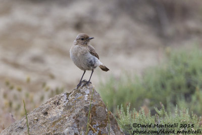 Finsch's Wheatear (Oenanthe finschii)(female)_Gobustan NP (Siazan Region)