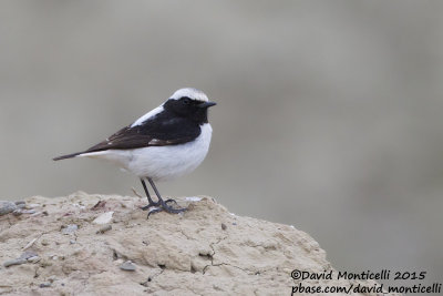 Finsch's Wheatear (Oenanthe finschii)(male)_Gobustan NP (Siazan Region)