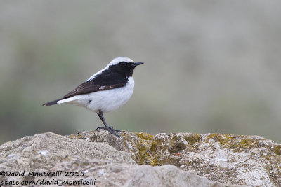 Finschs Wheatear (Oenanthe finschii)(male)_Gobustan NP (Siazan Region)