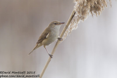 Great Reed Warbler (Acrocephalus arundinaceus)_Shirvan NP (Salyan Region)