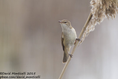 Great Reed Warbler (Acrocephalus arundinaceus)_Shirvan NP (Salyan Region)