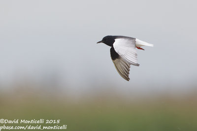 White-winged Tern (Chidonias leucopterus)_Shirvan NP (Salyan Region)