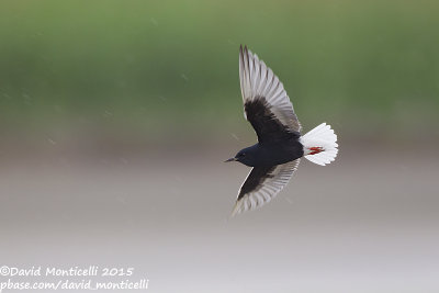 White-winged Tern (Chidonias leucopterus)_Shirvan NP (Salyan Region)